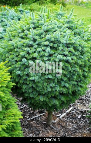 Sitka Spruce, Picea sitchensis 'Tenas', sferica, a forma di abete picea in giardino Foto Stock