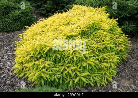 Picea abies "Repens Gold", cultivar basso di abeti rossi norvegesi, abete rosso scuro scuro conifere giallo dorato forma conifer denso dimensioni ridotte Foto Stock