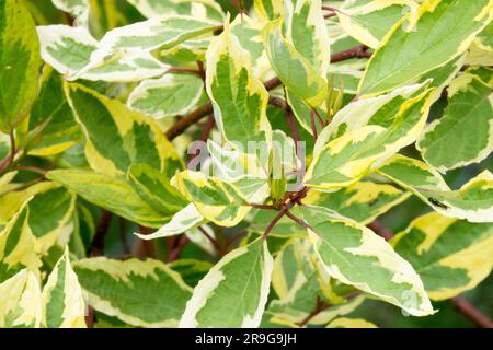 Red Osier Dogwood, Cornus alba "Gouchaultii" Foto Stock