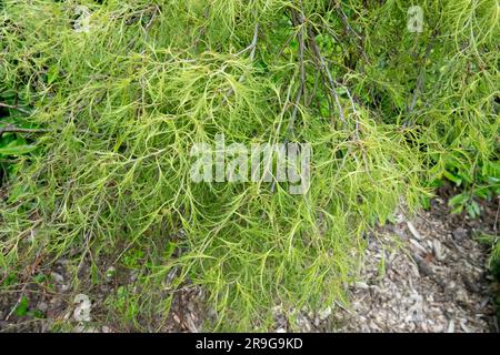 Betula pendula 'nano trost', foglie di betulla Foto Stock
