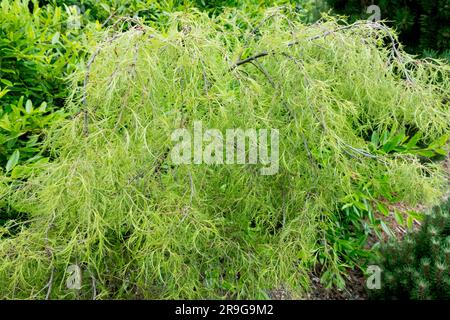 Betulla a foglia di paglia, Betula pendula, alias foglie d'alba, betulla d'argento, fogliame, betulla, Betula pendula 'nano trost' Foto Stock