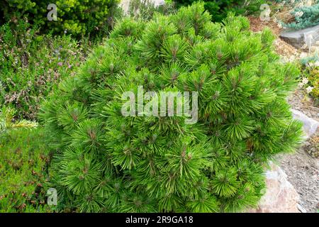 Pino bosniaco, Pinus heldreichii "Smidtii" in giardino Foto Stock
