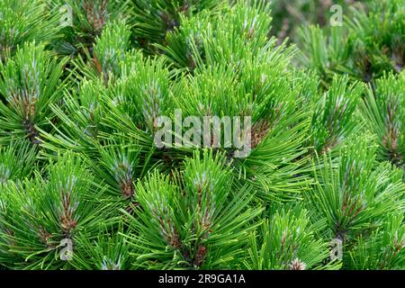 Primo piano degli aghi di Pinus heldreichii "Smidtii”, pino bosniaco, Pinus heldreichii Foto Stock
