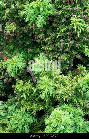 Sugi, cedro giapponese, Cryptomeria japonica 'Monstrosa Nanaa', giugno, Growth Foto Stock