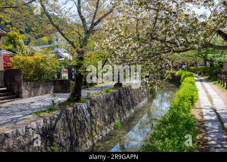 Passeggiata dei filosofi di Kyoto, passeggiata panoramica lungo i sentieri stretti, superando alberi di ciliegio in fiore e seguendo l'acqua dal canale del Lago Biwa, Kyoto, Giappone, Asia, 2023 Foto Stock