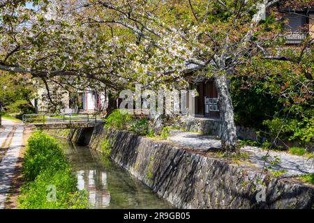 Passeggiata dei filosofi di Kyoto, passeggiata panoramica lungo i sentieri stretti, superando alberi di ciliegio in fiore e seguendo l'acqua dal canale del Lago Biwa, Kyoto, Giappone, Asia, 2023 Foto Stock