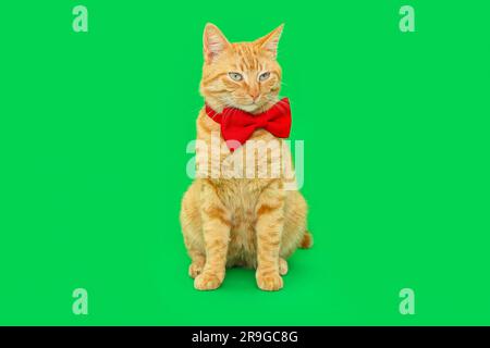 Gatto di zenzero con cravatta su sfondo verde Foto Stock