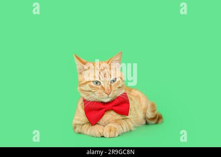 Gatto zenzero con cravatta disteso su sfondo verde Foto Stock