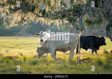 Alimentazione di bestiame bovino su prateria di campagna. Mucche da latte pascolo su pascolo verde fattoria nella calda giornata estiva Foto Stock