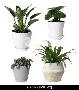 Collage con diverse piante in vaso su sfondo bianco. Arredamento della casa Foto Stock