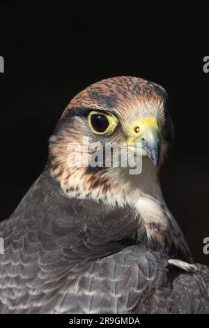 L'attraente piumaggio di un Lanner Falcon (Falco biarmicus) brilla nel sole al Great Missenden Food Festival, aprile 2023. Foto Stock