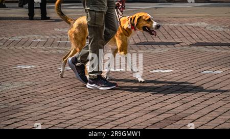 Il camminatore per cani stride con il suo animale domestico al guinzaglio mentre cammina sul marciapiede della strada. Cane ben addestrato che cammina sul guinzaglio libero accanto al proprietario in autunno Park in guerra Foto Stock