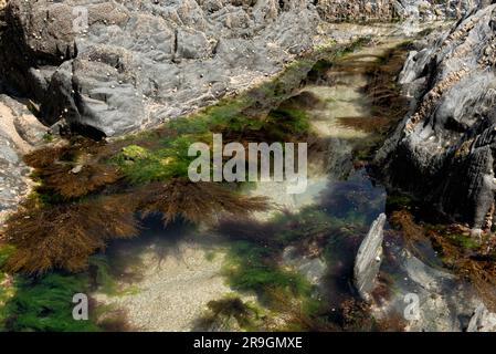 Alghe nella piscina di marea circondata da rocce ricoperte di barnaccoli Foto Stock