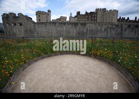 Superbloom 2022 - i fiori selvatici nel fossato della Torre di Londra Foto Stock