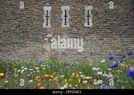 Superbloom 2022 - i fiori selvatici nel fossato della Torre di Londra Foto Stock