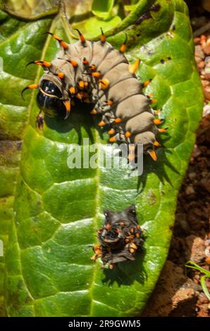 Cairns Birdwing Butterfly, Ornithoptera euphorion caterpillar con pelle colata. Foto Stock