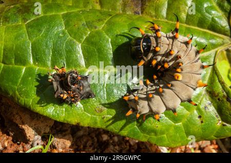 Cairns Birdwing Butterfly, Ornithoptera euphorion caterpillar con pelle colata. Foto Stock