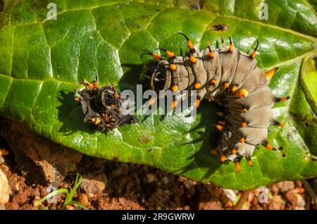 Cairns Birdwing Butterfly, Ornithoptera euphorion caterpillar con pelle colata. Foto Stock