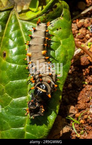 Cairns Birdwing Butterfly, Ornithoptera euphorion caterpillar con pelle colata. Foto Stock