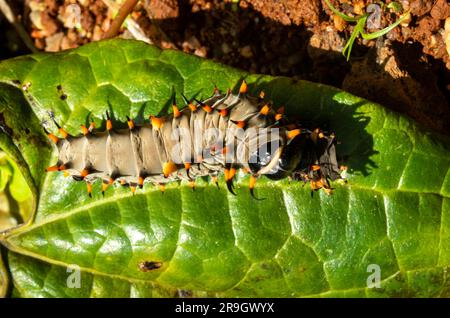 Cairns Birdwing Butterfly, Ornithoptera euphorion caterpillar con pelle colata. Foto Stock