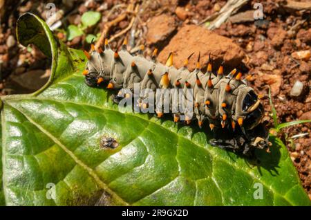 Cairns Birdwing Butterfly, Ornithoptera euphorion caterpillar con pelle colata. Foto Stock