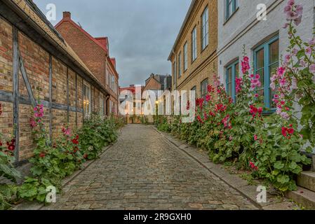 Vecchio vicolo acciottolato con case a metà legno e hollyhock rossi nella luce soffusa della sera, Hjortgatan, Lund, Svezia, Jyly 17, 2022 Foto Stock