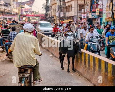 Varanasi, India - 11 novembre 2015. Una giovane mucca si trova nel mezzo di una strada urbana, circondata dal traffico intenso. Foto Stock