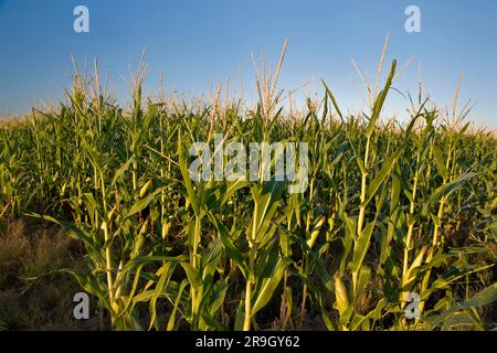 Campo di mais AZ Foto Stock