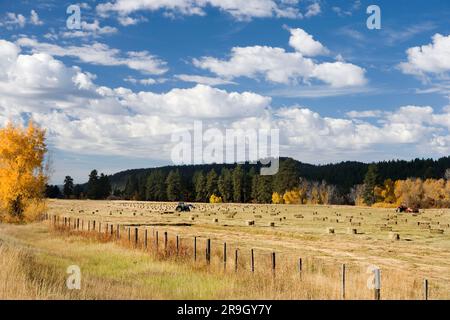 Balle di fieno in un pascolo in autunno in Colorado Foto Stock