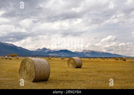 Campo di fieno in balle rotonde in Colorado Foto Stock