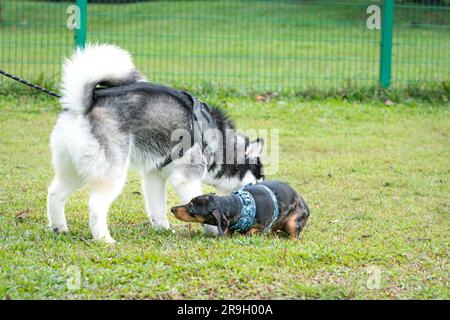 Due cani, Siberian Husky e Dachshund, che giocano sul campo. Concetto di socializzazione dei cani. Foto Stock