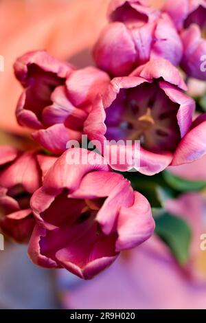 Un'occhiata ad alcuni incantevoli tulipani Foto Stock