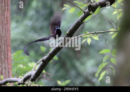 Giapponese Paradise Flycatcher (Terpsiphone atrocaudata) in Giappone Foto Stock