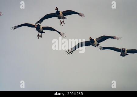 Le oche magpie, le Anseranas semipalmata, in volo. Foto Stock