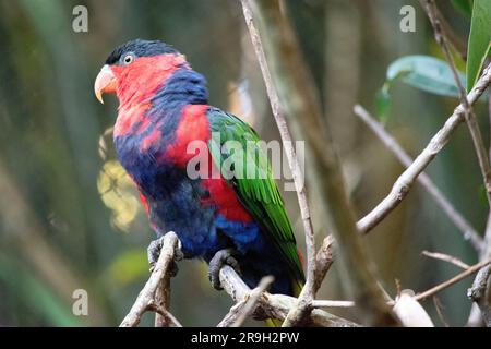 il lory con cappuccio nero ha ali verdi, testa rossa e parte superiore del corpo, un cappuccio nero e gambe e pancia blu Foto Stock