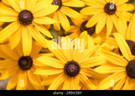 Susan dagli occhi neri in fiore nel Nord America Foto Stock