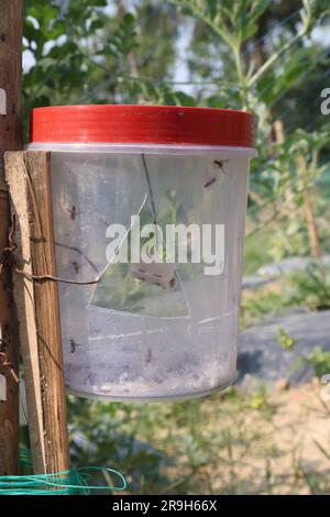 flacone di plastica con trappola antimosca per insetti appesi a un allevamento di angurie Foto Stock