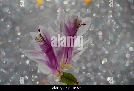 Natale cactus schlumbergera in fiore rosa in piena fioritura Foto Stock