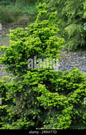 Canadian Hemlock, Tsuga canadensis, Tree, Tsuga canadensis "minuta" Foto Stock