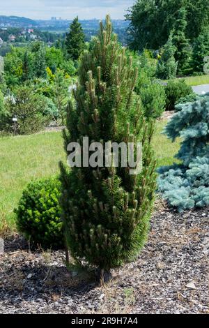 Pino nero europeo, Pinus nigra 'Komet' Pinus nigra giardino Foto Stock