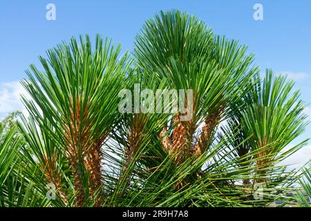 Pinus jeffreyi, Needles, Pino de Jeffrey, Pinus jeffreyi "Joppi" Foto Stock