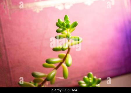 Sedum verde pianta succulenta fresca su sfondo gruntuoso Foto Stock