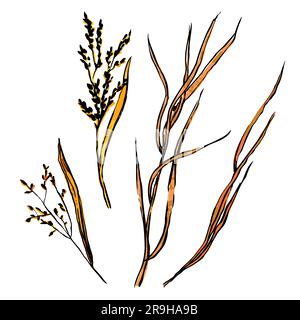 Set di erbe gialle per schizzi autunnali. Erba disegnata a mano con semi su sfondo bianco. Immagine della pianta con inchiostrazione Doodle. Natura, campo, foresta, cartello estivo, fl. Secco Illustrazione Vettoriale