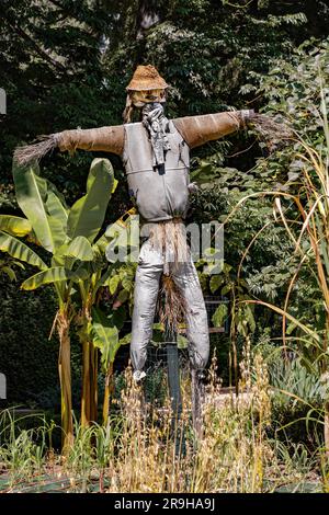 Lo Spaventapasseri instancabilmente si erge a guardia del campo in un giorno nuvoloso. Foto Stock