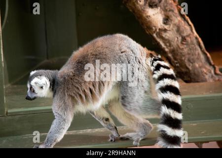 Le dorsi dei lemuri dalla coda ad anello sono di colore da grigio a bruno roseo con arti grigie e teste e colli di colore grigio scuro. Hanno pance bianche. I loro volti sono bianchi e scuri Foto Stock