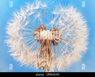 Ravvicinare i semi di candelione (Taxaracum officinale). Sovrapposizione della messa a fuoco macro Foto Stock