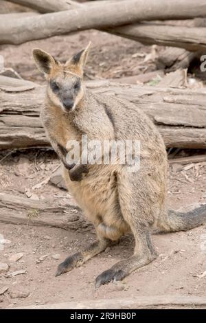Il wallaby della palude ha pelliccia marrone scuro, spesso con le zone arrugginite più chiare sulla pancia, sul petto e sulla base delle orecchie. Foto Stock