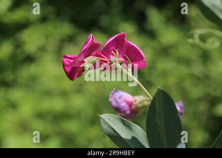 Lathyrus tuberosus, Fabaceae. Pianta selvatica sparata in estate. Foto Stock