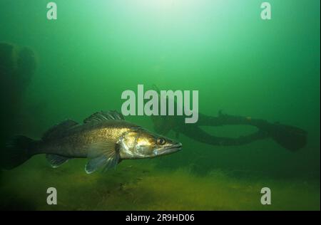 Pesce persico (Stizostedion lucioperca) e subacqueo, Baden-Wuerttemberg, Germania, Europa Foto Stock