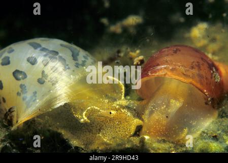 Lumaca di fango a forma di uovo (Radix ovata) e lumaca vagante (Lymnaea stagnalis), Baden-Wuerttemberg, Deutschland, Europa Foto Stock